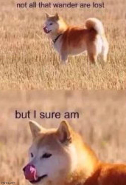 FIND HOME! THAT'S ALL YOU HAD TO DO! ;^; | image tagged in im lost,my retarded dog | made w/ Imgflip meme maker