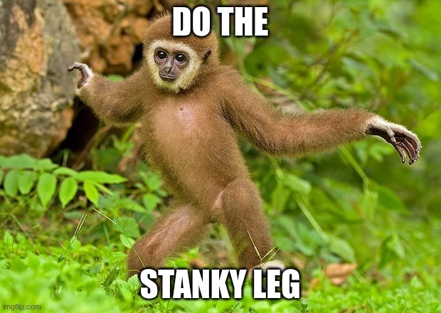 the stanky leg | DO THE; STANKY LEG | image tagged in monkey,dance,monkeys | made w/ Imgflip meme maker