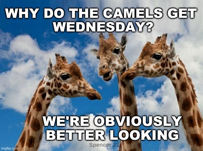  WHY DO THE CAMELS GET 
WEDNESDAY? WE'RE OBVIOUSLY BETTER LOOKING | image tagged in wednesday,giraffe,camels,hump day,but why tho,psy horse dance | made w/ Imgflip meme maker