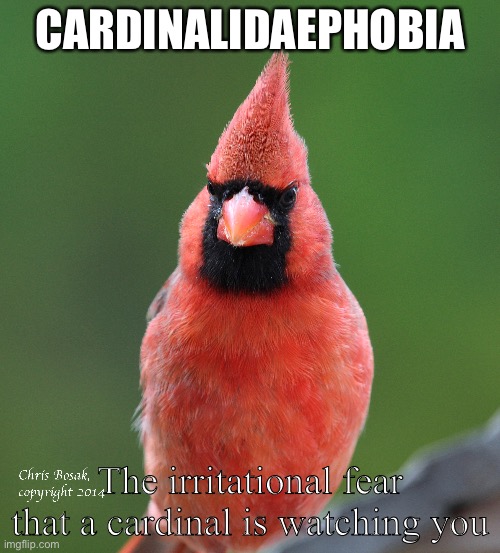 Cardinalidaephobia | CARDINALIDAEPHOBIA; The irritational fear that a cardinal is watching you | image tagged in cardinals | made w/ Imgflip meme maker
