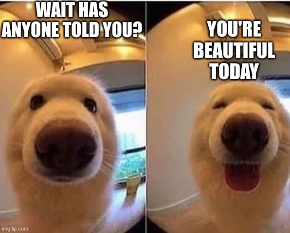 wholesome doggo | WAIT HAS ANYONE TOLD YOU? YOU'RE BEAUTIFUL TODAY | image tagged in wholesome doggo,wuvs u,now,good bye | made w/ Imgflip meme maker