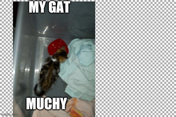 Free | MY GAT; MUCHY | image tagged in free | made w/ Imgflip meme maker