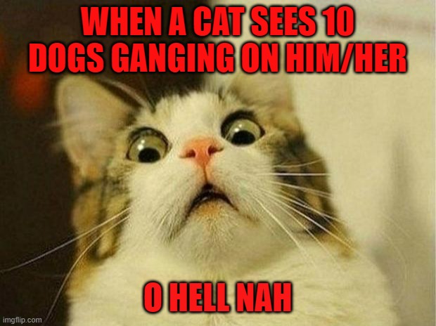 Scared Cat Meme | WHEN A CAT SEES 10 DOGS GANGING ON HIM/HER; O HELL NAH | image tagged in memes,scared cat | made w/ Imgflip meme maker