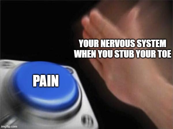 Blank Nut Button Meme | YOUR NERVOUS SYSTEM WHEN YOU STUB YOUR TOE; PAIN | image tagged in memes,blank nut button | made w/ Imgflip meme maker