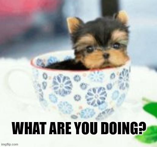 What are you doing? | image tagged in cute dog | made w/ Imgflip meme maker