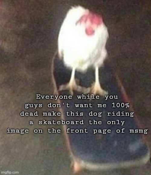 Definitely not purposefully posting this when the stream is dead | Everyone while you guys don't want me 100% dead make this dog riding a skateboard the only image on the front page of msmg | image tagged in dog on skateboard | made w/ Imgflip meme maker