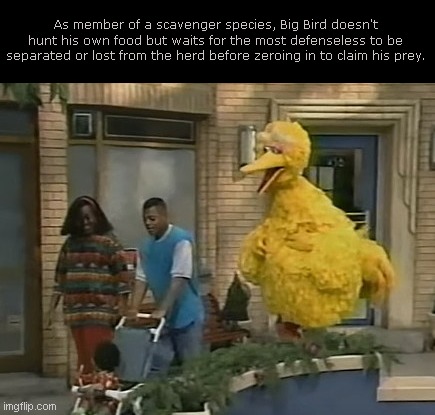 Mutual of Omaha's Urban Wild Kingdom | As member of a scavenger species, Big Bird doesn't hunt his own food but waits for the most defenseless to be separated or lost from the herd before zeroing in to claim his prey. | image tagged in big bird sesame street,mutual of omahas wild kingdom,satire,humor | made w/ Imgflip meme maker