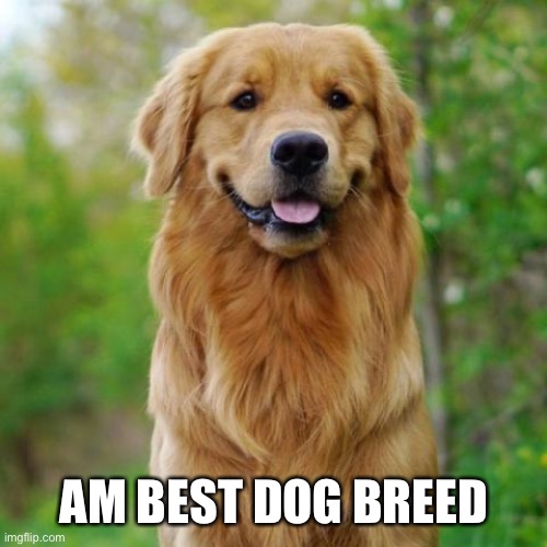GOLDEN RETRIEVERZZZZZZ ARE SO CUTEEEEE | AM BEST DOG BREED | image tagged in golden retriever | made w/ Imgflip meme maker