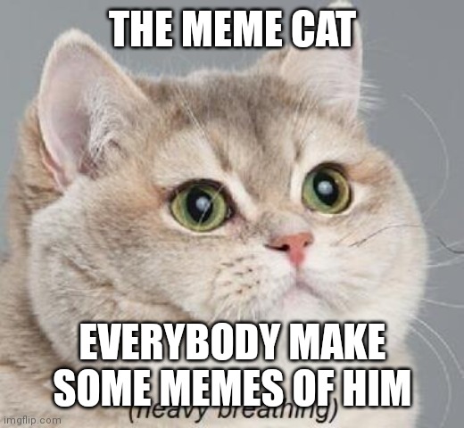 The meme cat | THE MEME CAT; EVERYBODY MAKE SOME MEMES OF HIM | image tagged in memes,heavy breathing cat,funny memes | made w/ Imgflip meme maker