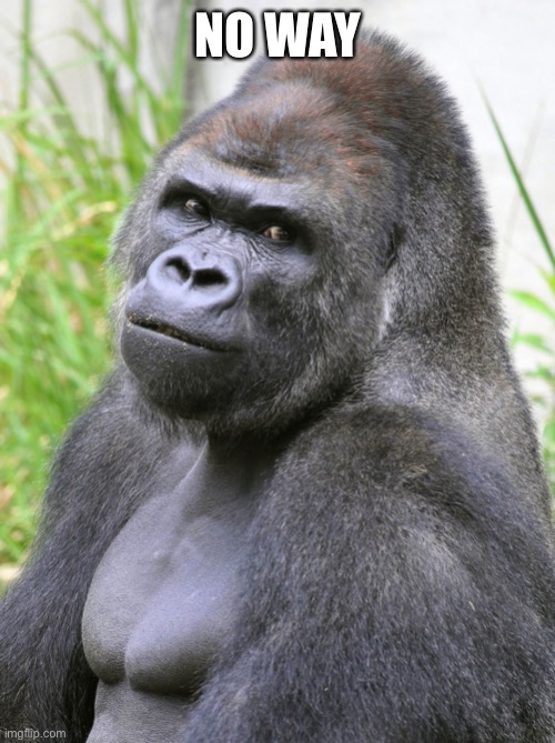 Hot Gorilla  | NO WAY | image tagged in hot gorilla | made w/ Imgflip meme maker