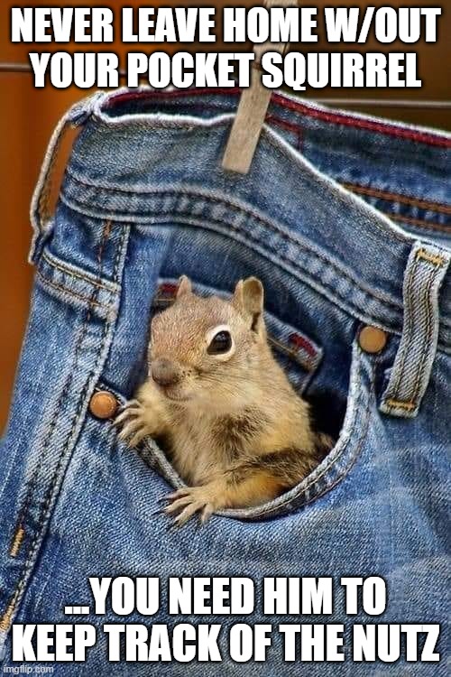 pocket squirrel nutz | NEVER LEAVE HOME W/OUT
YOUR POCKET SQUIRREL; ...YOU NEED HIM TO KEEP TRACK OF THE NUTZ | image tagged in pocket squirrel | made w/ Imgflip meme maker