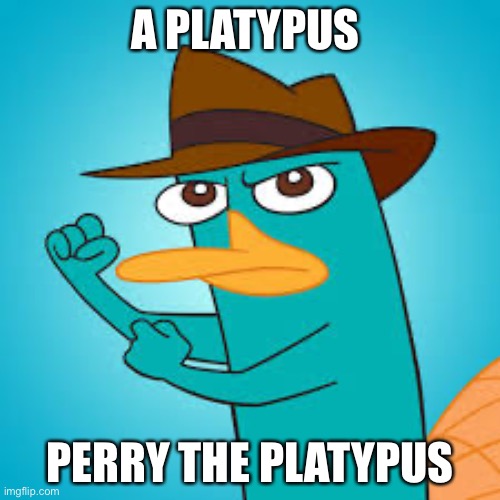  Perry the Platypus | Phineas and Ferb Wiki | Fandom powered by  | A PLATYPUS; PERRY THE PLATYPUS | image tagged in perry the platypus phineas and ferb wiki fandom powered by,perry the platypus,phineas and ferb | made w/ Imgflip meme maker