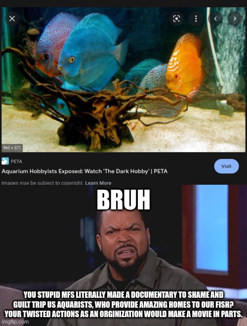 Wooowww, the aquarium hobby is sooooo dark. PETA, we all know this is a twisted guilt trip. Stop it.:/ | BRUH; YOU STUPID MFS LITERALLY MADE A DOCUMENTARY TO SHAME AND GUILT TRIP US AQUARISTS, WHO PROVIDE AMAZING HOMES TO OUR FISH? YOUR TWISTED ACTIONS AS AN ORGINIZATION WOULD MAKE A MOVIE IN PARTS. | image tagged in really ice cube,aquarium,peta,bruh | made w/ Imgflip meme maker