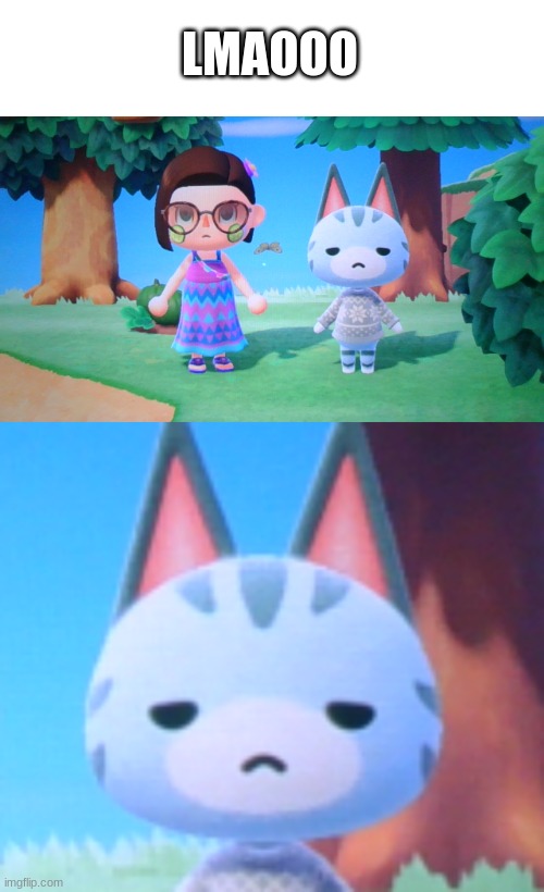 That face tho lol | LMAOOO | image tagged in animal crossing,cat,really | made w/ Imgflip meme maker