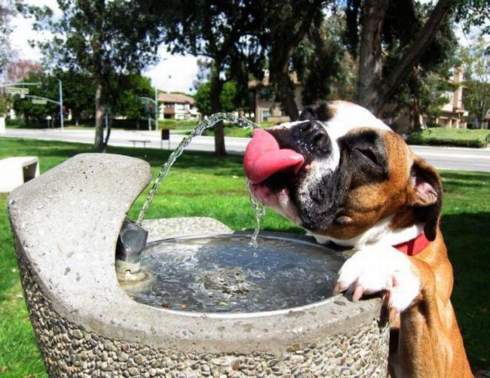 image tagged in funny,dogs,animals