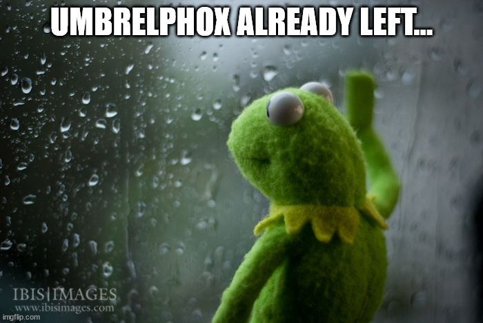 T^T | UMBRELPHOX ALREADY LEFT... | image tagged in kermit window | made w/ Imgflip meme maker