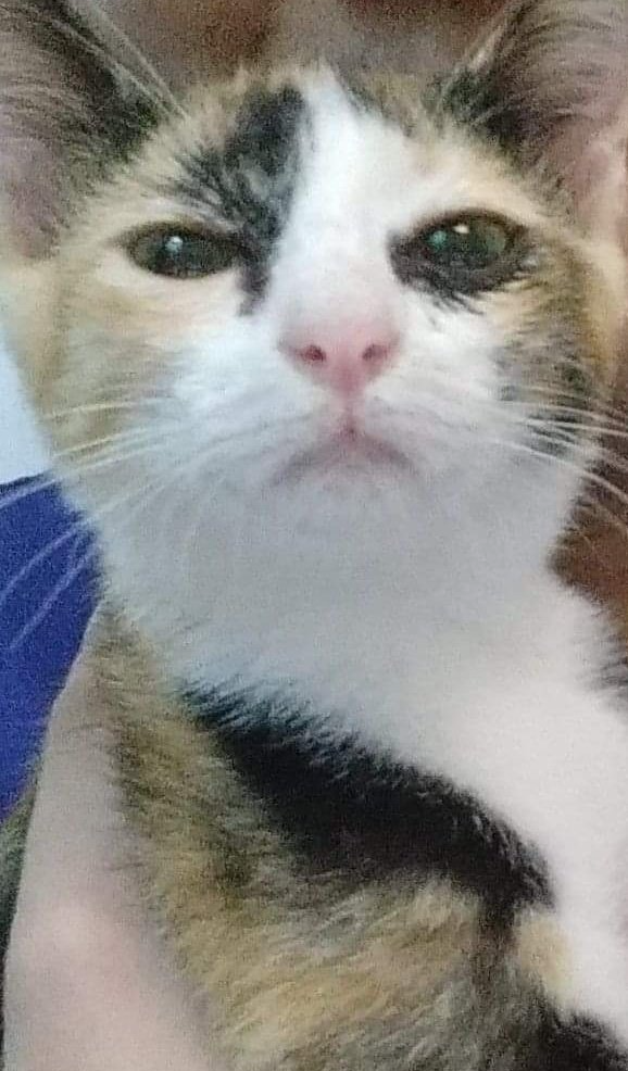 High Quality The Cat Disapproves Blank Meme Template