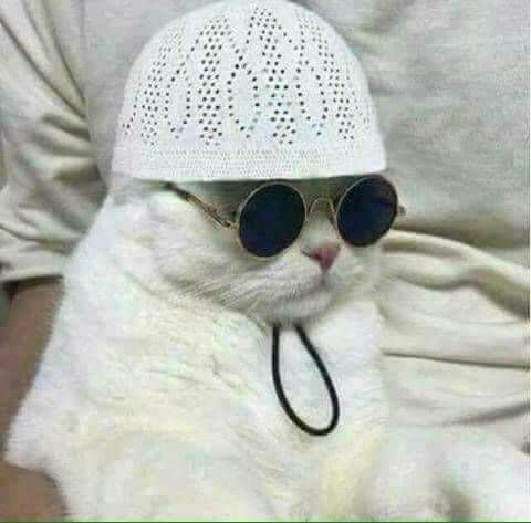 Muslim CAT Blank Meme Template