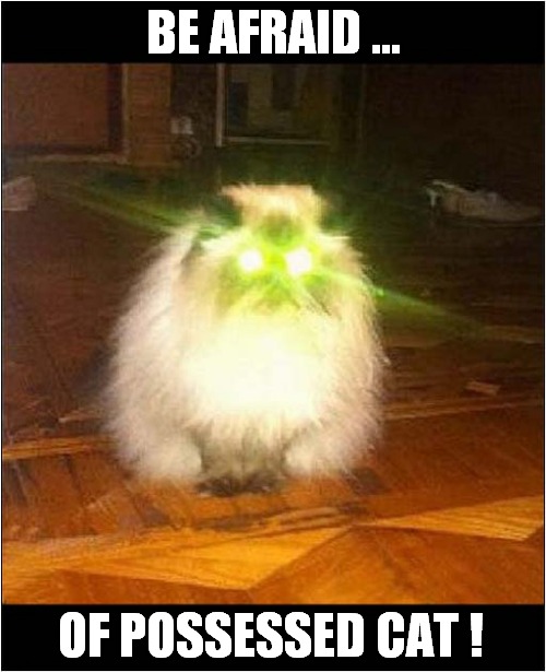 I'm Scared ! | BE AFRAID ... OF POSSESSED CAT ! | image tagged in cats,scared,possessed | made w/ Imgflip meme maker