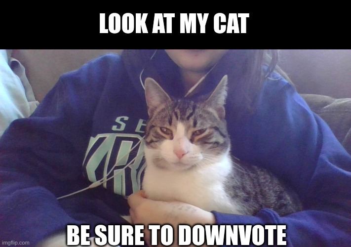 Lets see how many downvotes we get | LOOK AT MY CAT; BE SURE TO DOWNVOTE | image tagged in cats,downvote | made w/ Imgflip meme maker