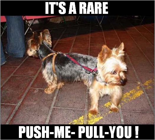 In Case You Were Wondering What Breed This Is ... | IT'S A RARE; PUSH-ME- PULL-YOU ! | image tagged in dogs,optical illusion | made w/ Imgflip meme maker