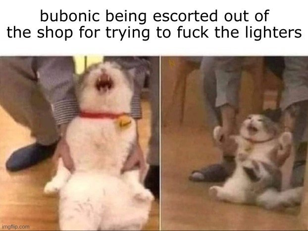 Cat Escorted | bubonic being escorted out of the shop for trying to fuck the lighters | image tagged in cat escorted | made w/ Imgflip meme maker