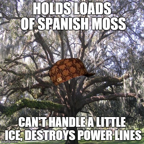 HOLDS LOADS OF SPANISH MOSS CAN'T HANDLE A LITTLE ICE, DESTROYS POWER LINES | made w/ Imgflip meme maker