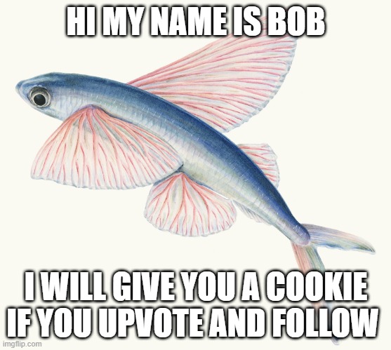 Fish | HI MY NAME IS BOB; I WILL GIVE YOU A COOKIE IF YOU UPVOTE AND FOLLOW | image tagged in wet pigeon | made w/ Imgflip meme maker