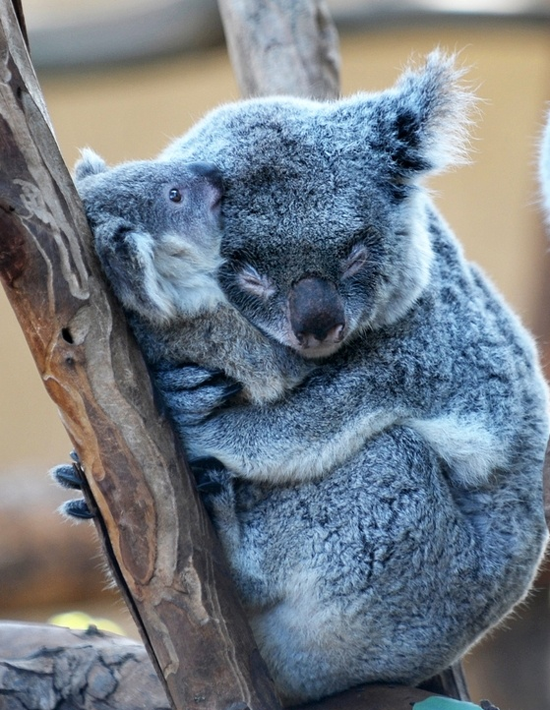 image tagged in animals,cute