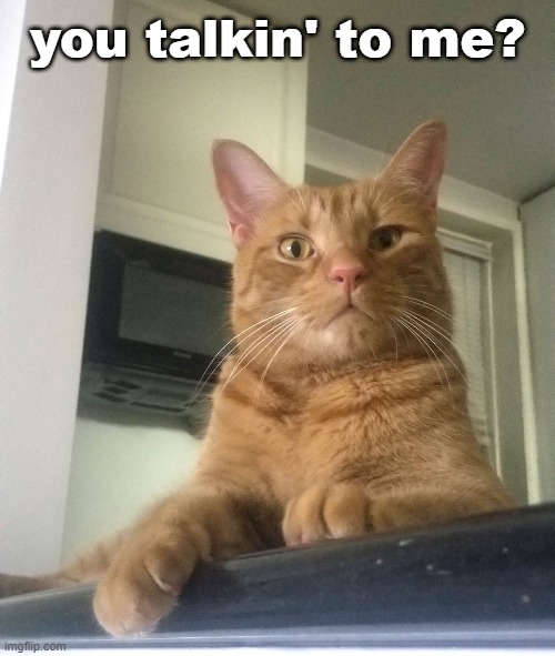 you talkin' to me? | image tagged in cats,cat memes,funny cats,surprised cat | made w/ Imgflip meme maker