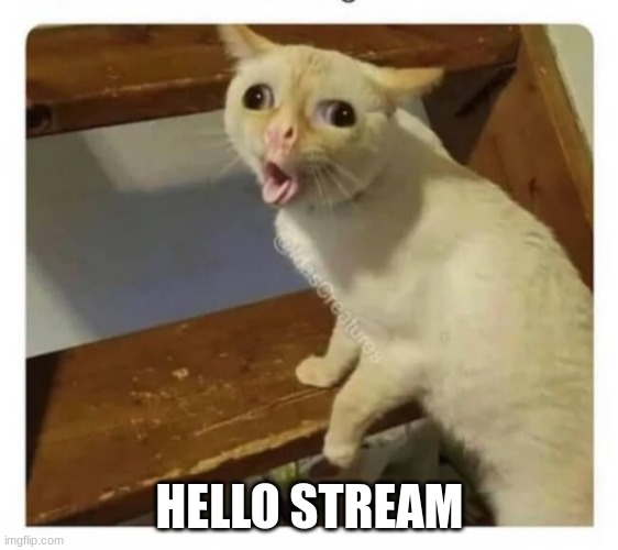 hi | HELLO STREAM | image tagged in coughing cat,hello,memes,funny,hi,lol | made w/ Imgflip meme maker