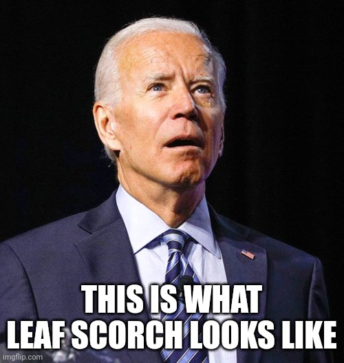 Dry Biden | THIS IS WHAT LEAF SCORCH LOOKS LIKE | image tagged in joe biden,burnt toast | made w/ Imgflip meme maker