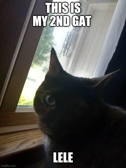 My gat | THIS IS MY 2ND GAT; LELE | image tagged in cat,gat | made w/ Imgflip meme maker
