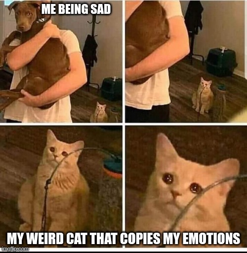Man holding dog cat in the back | ME BEING SAD; MY WEIRD CAT THAT COPIES MY EMOTIONS | image tagged in man holding dog cat in the back | made w/ Imgflip meme maker