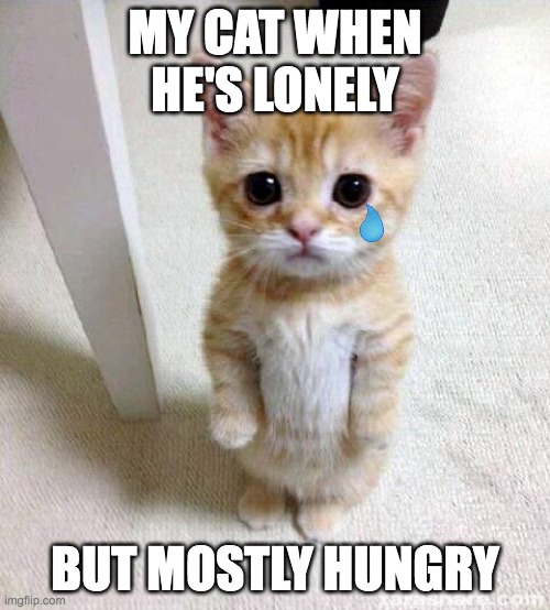 Cute Cat | MY CAT WHEN HE'S LONELY; BUT MOSTLY HUNGRY | image tagged in memes,cute cat | made w/ Imgflip meme maker