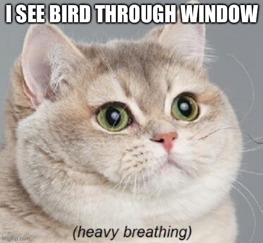 Heavy Breathing Cat | I SEE BIRD THROUGH WINDOW | image tagged in memes,heavy breathing cat | made w/ Imgflip meme maker