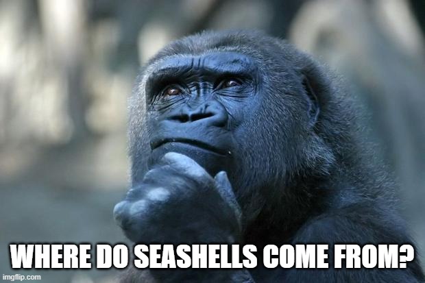 How do they reproduce? | WHERE DO SEASHELLS COME FROM? | image tagged in deep thoughts | made w/ Imgflip meme maker