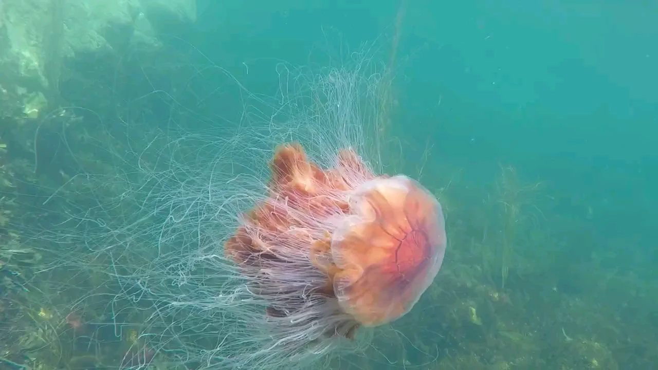 High Quality Lion's Mane Jellyfish Blank Meme Template