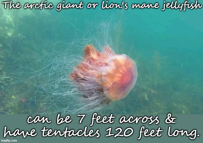 Don't sting me! | The arctic giant or lion's mane jellyfish; can be 7 feet across & have tentacles 120 feet long. | image tagged in lion's mane jellyfish,ocean,animal | made w/ Imgflip meme maker