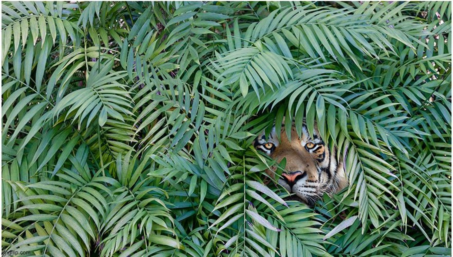 Jungle Tiger | image tagged in jungle tiger | made w/ Imgflip meme maker