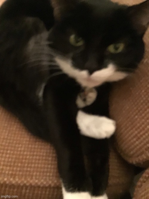 What my cat doing? | image tagged in my cat,cat,tuxedo cat,tuxedo | made w/ Imgflip meme maker