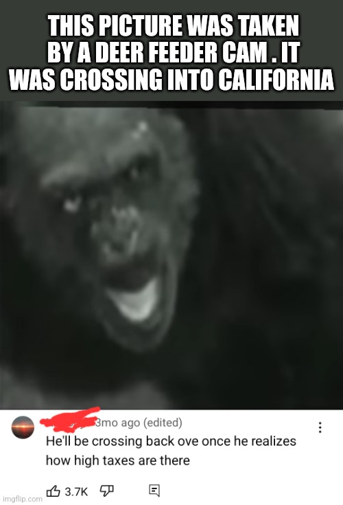 THIS PICTURE WAS TAKEN BY A DEER FEEDER CAM . IT WAS CROSSING INTO CALIFORNIA | image tagged in funny memes | made w/ Imgflip meme maker