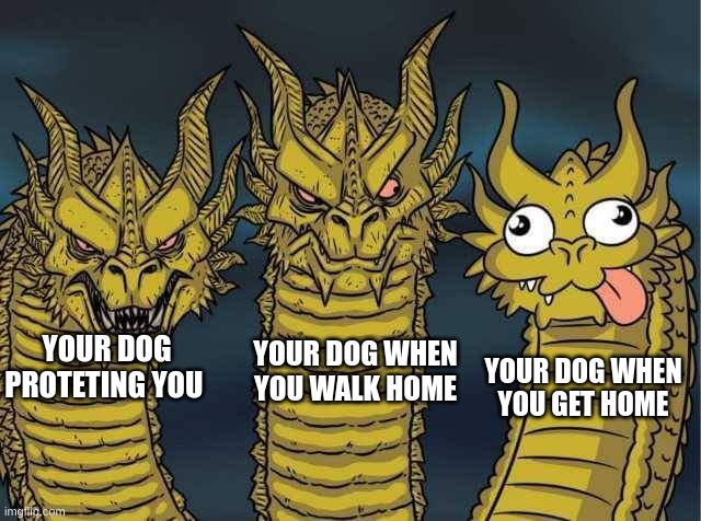 Hydra | YOUR DOG WHEN YOU WALK HOME; YOUR DOG WHEN YOU GET HOME; YOUR DOG PROTETING YOU | image tagged in hydra | made w/ Imgflip meme maker
