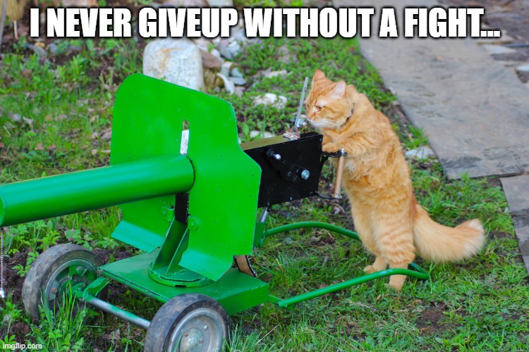 cat never giveup | I NEVER GIVEUP WITHOUT A FIGHT... | image tagged in cats | made w/ Imgflip meme maker