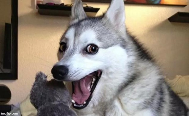 Pun dog - husky | image tagged in pun dog - husky | made w/ Imgflip meme maker