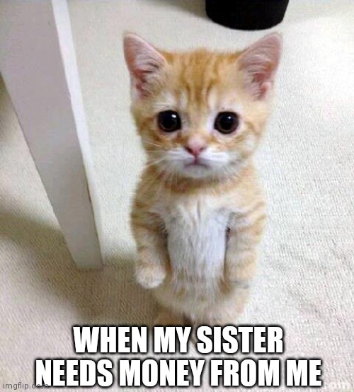 When my sister needs money | Memes By Amaan | WHEN MY SISTER NEEDS MONEY FROM ME | image tagged in memes,cute cat | made w/ Imgflip meme maker