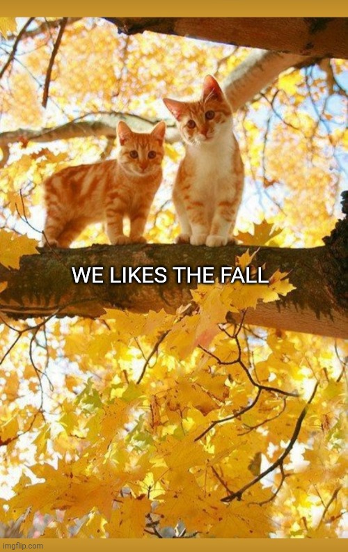 Kitty Treehouse in Autumn | WE LIKES THE FALL | image tagged in cute cat,autumn leaves | made w/ Imgflip meme maker