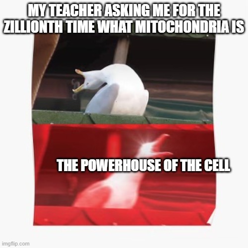 bird scream | MY TEACHER ASKING ME FOR THE ZILLIONTH TIME WHAT MITOCHONDRIA IS; THE POWERHOUSE OF THE CELL | image tagged in bird scream | made w/ Imgflip meme maker