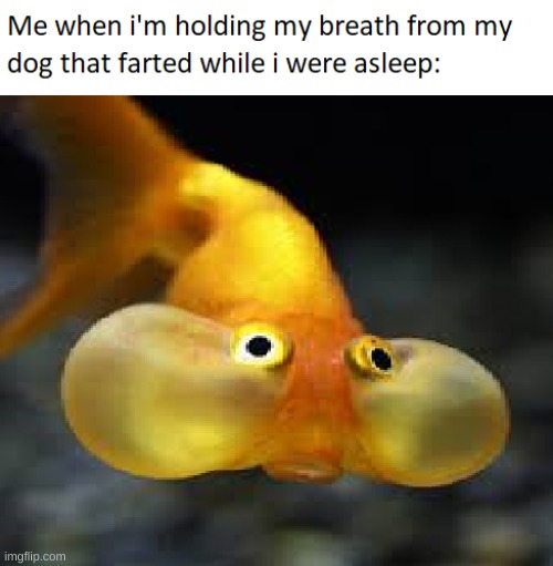 cant relate bro | image tagged in fish,fard | made w/ Imgflip meme maker