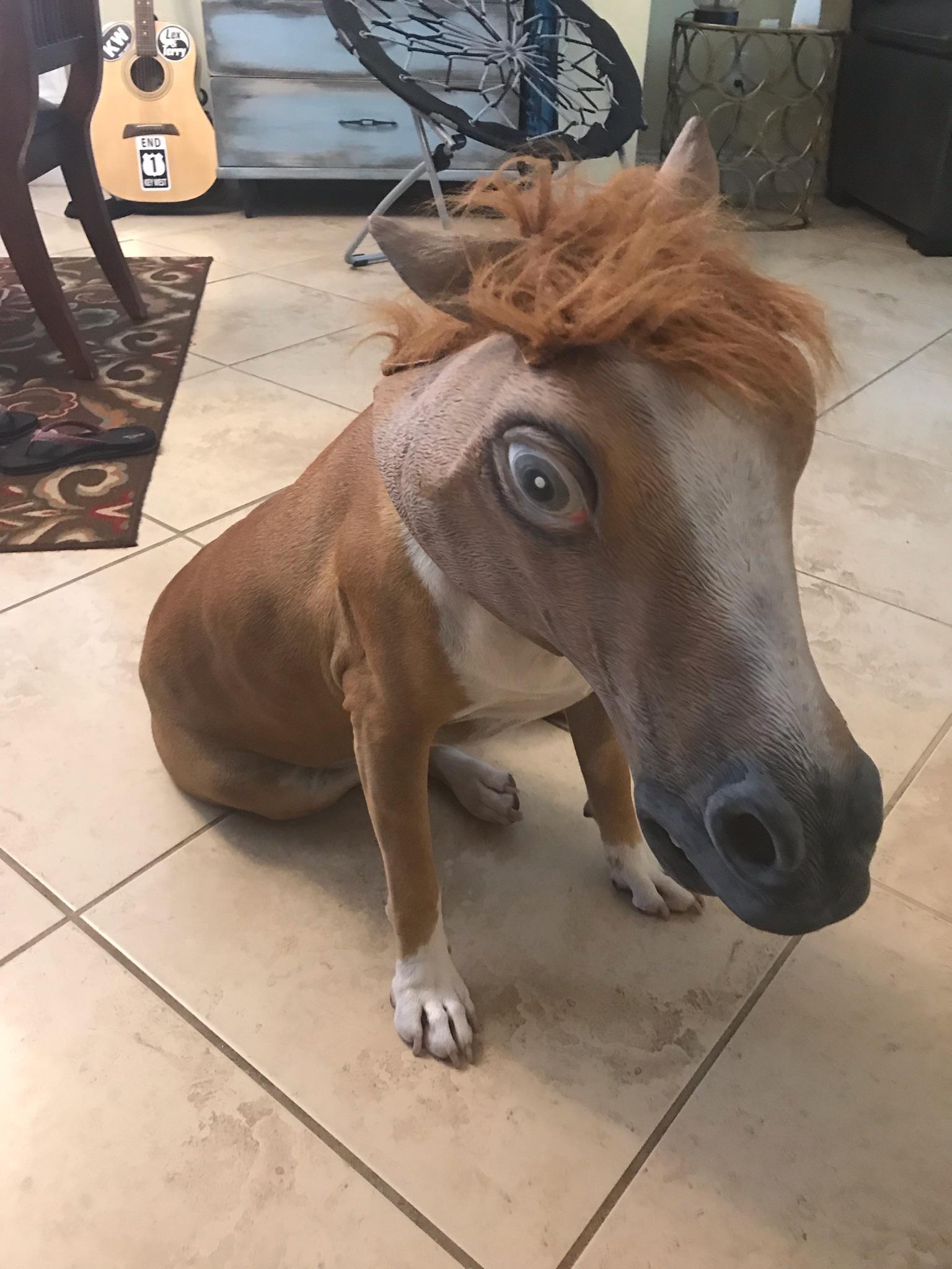 High Quality Horse Dog Blank Meme Template